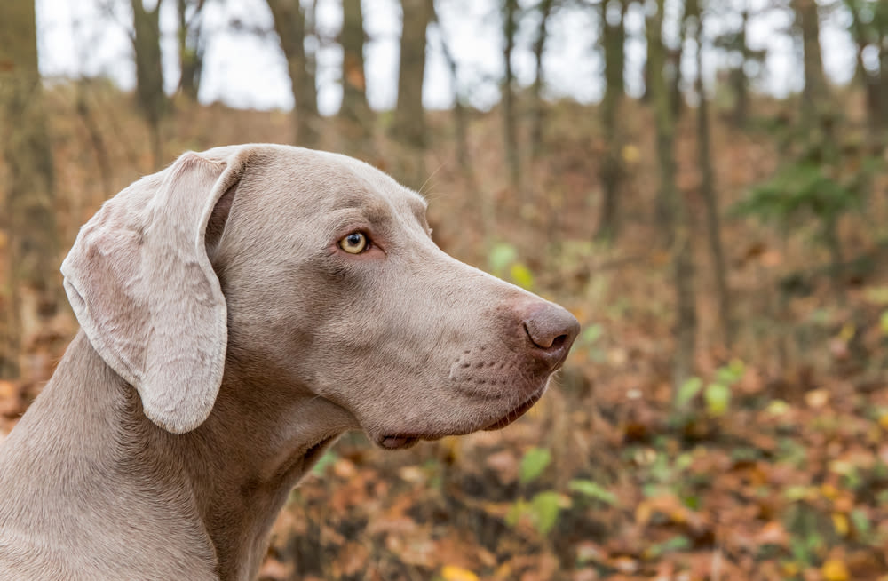 Weimaraner kijkt zijwaarts in herfstbos