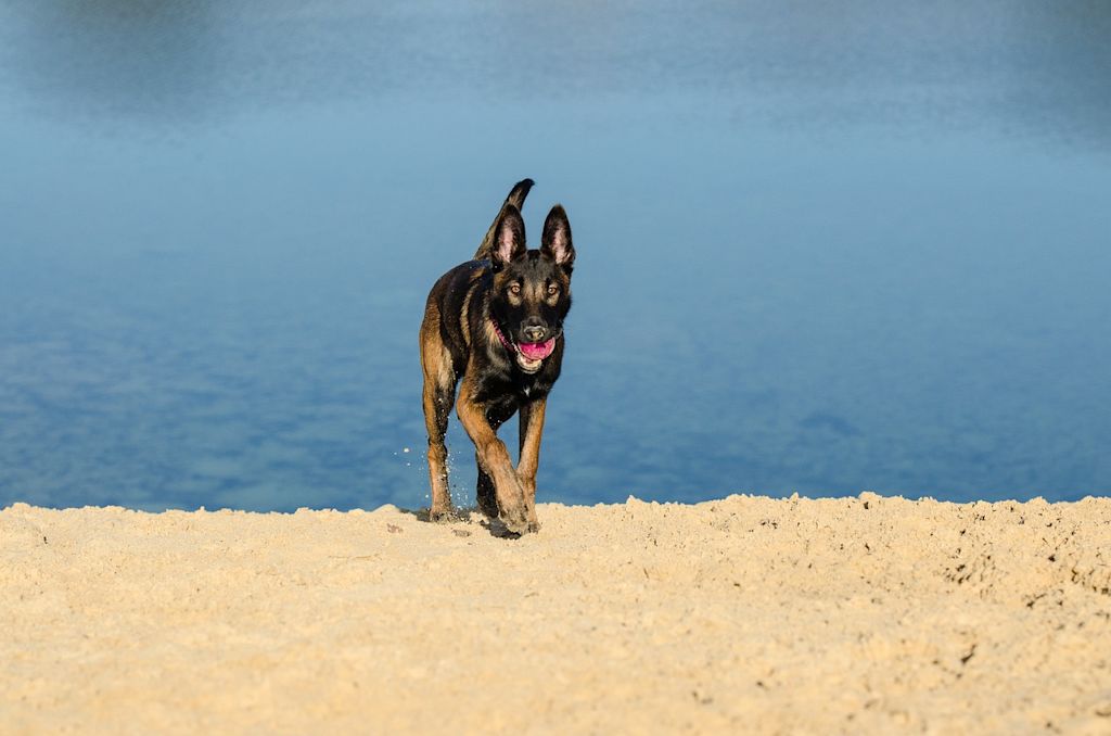 malinois plage