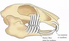 .SanteVet_-_fiche_conseils_les_dents_du_lapin_-_NAC__-_dessin_extrait_du_livre_du_Dr_JF_Quinton__-_Soins_du_lapin_de_compagnie__-_editions_Ulmer_s