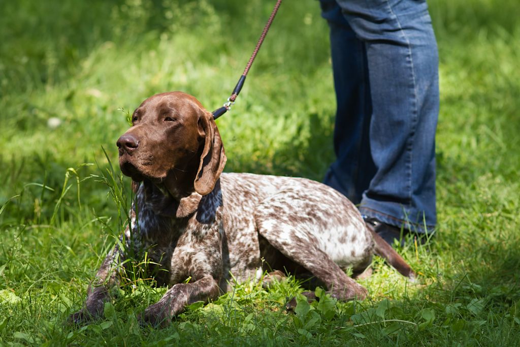 Braque Allemand adulte