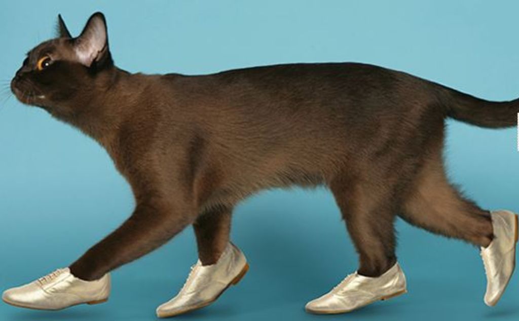 charenza-chaussures-pour-chat