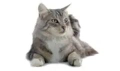.SanteVet_-_un_test_pour_detecter_la_couleur_ambre_chez_le_chat_des_forets_norvegiennes_-_Antagene_DR_s