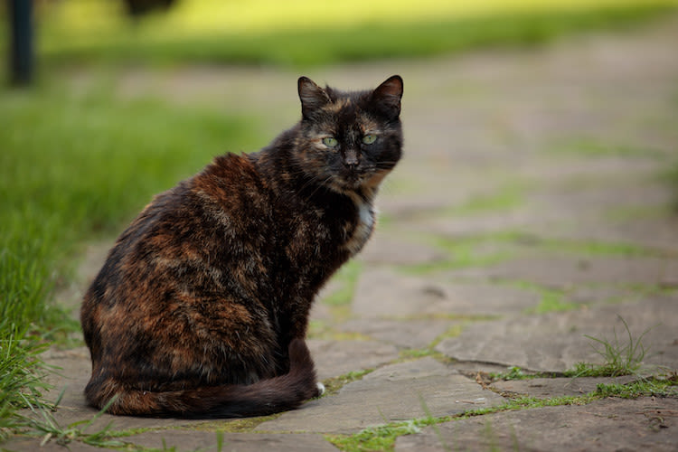 abandons chats été 2024