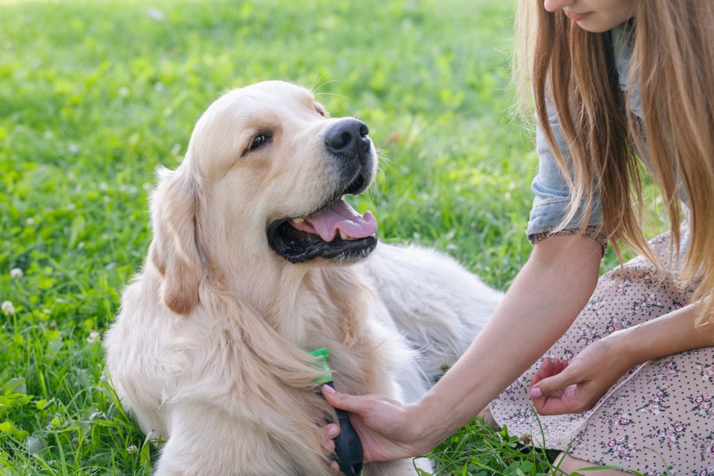 Spazzolare il golden retriever