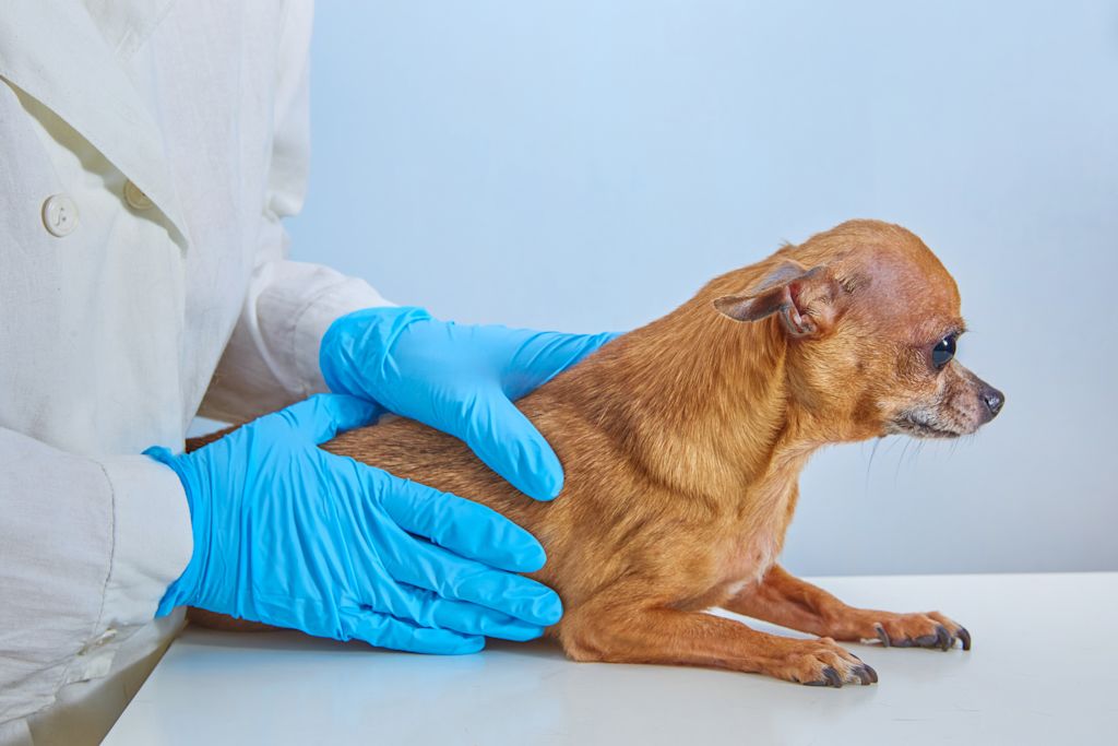 tumeur chien veterinaire