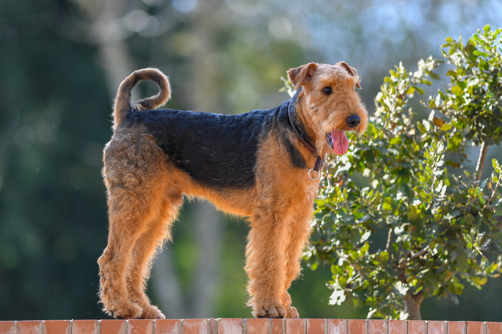 Cappello da baseball Airedale Terrier in 100% cotone