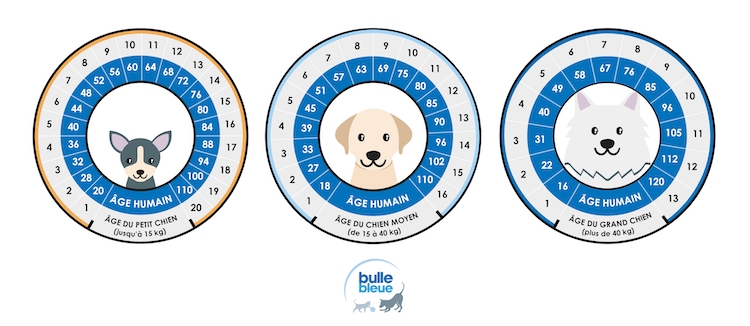 connaître l'âge de son chien en âge humain