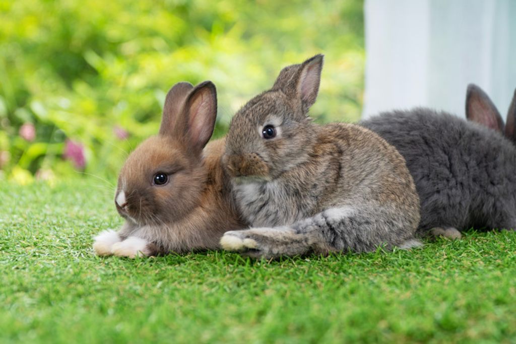 couple de lapins