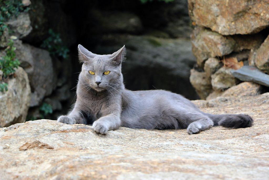 Chartreux