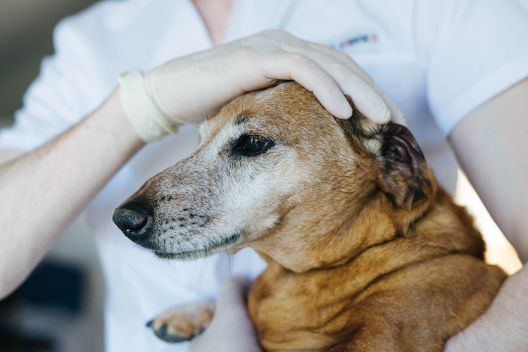 traitements AVC chien âgé