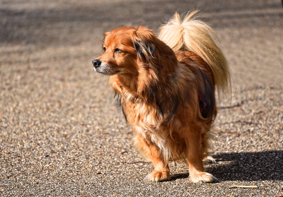 Santé du chiot de 2 mois : la prévention est essentielle - Santévet