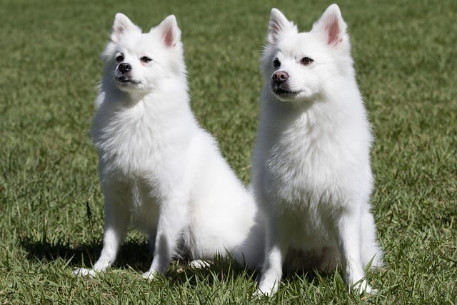spitz blanc