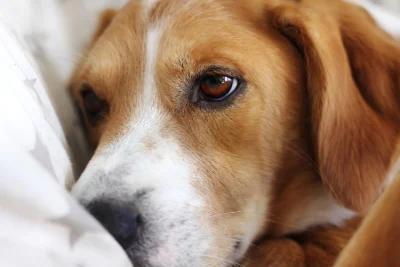 Que faire si mon chien souffre d'arthrose ? – Curafyt