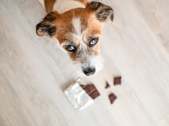 intoxication au chocolat chez le chien