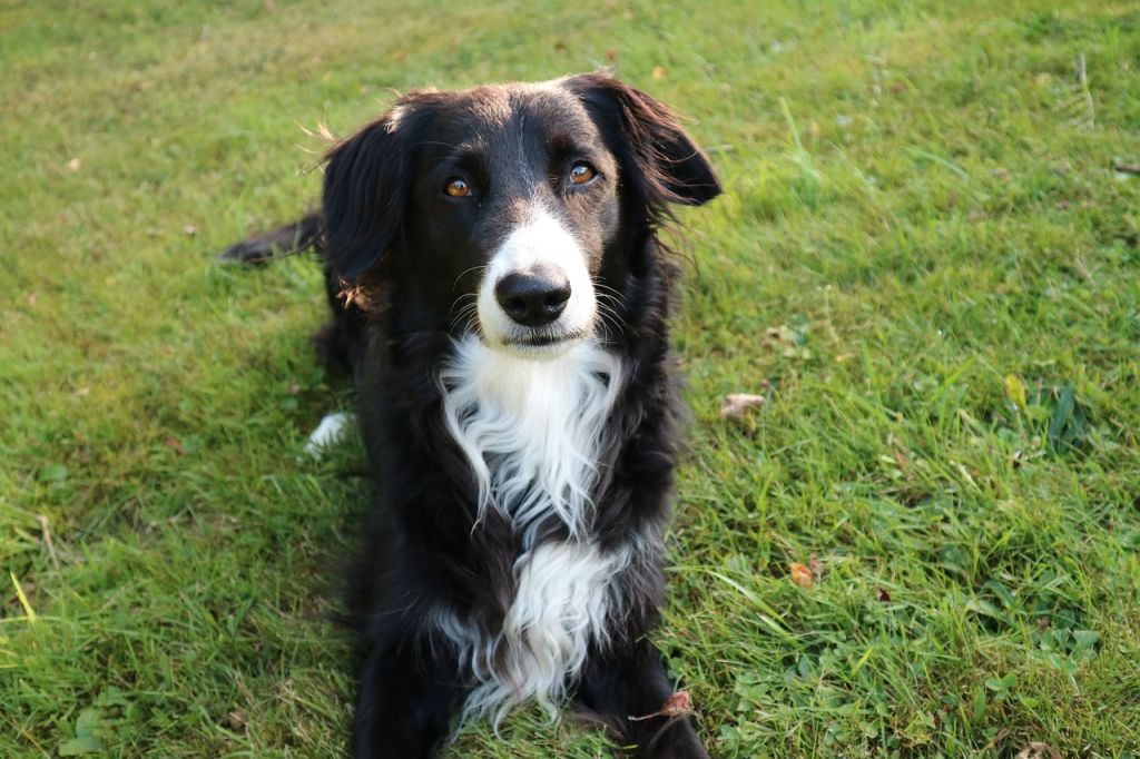 border collie dans l'herbe