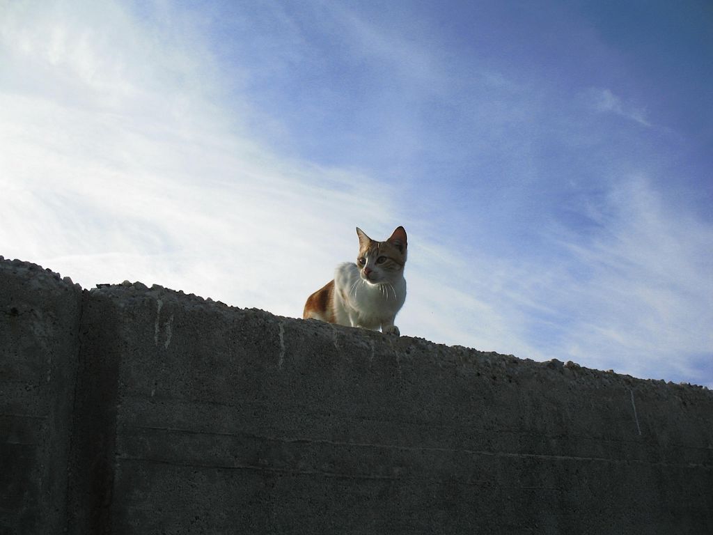 chat mur ciel bleu