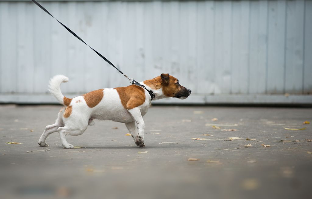 chien qui tire en laisse