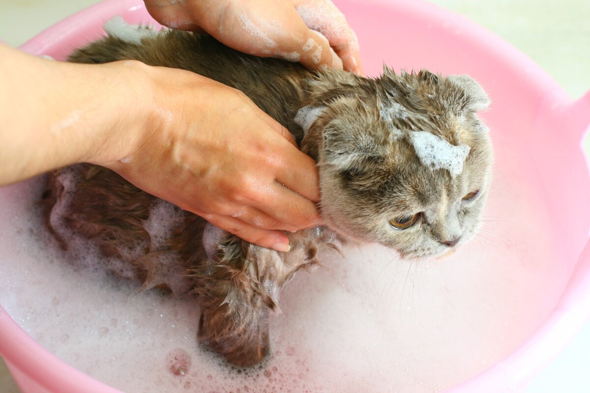 ¿Hay que bañar a los gatos? Consejos para mantener a tu felino limpio