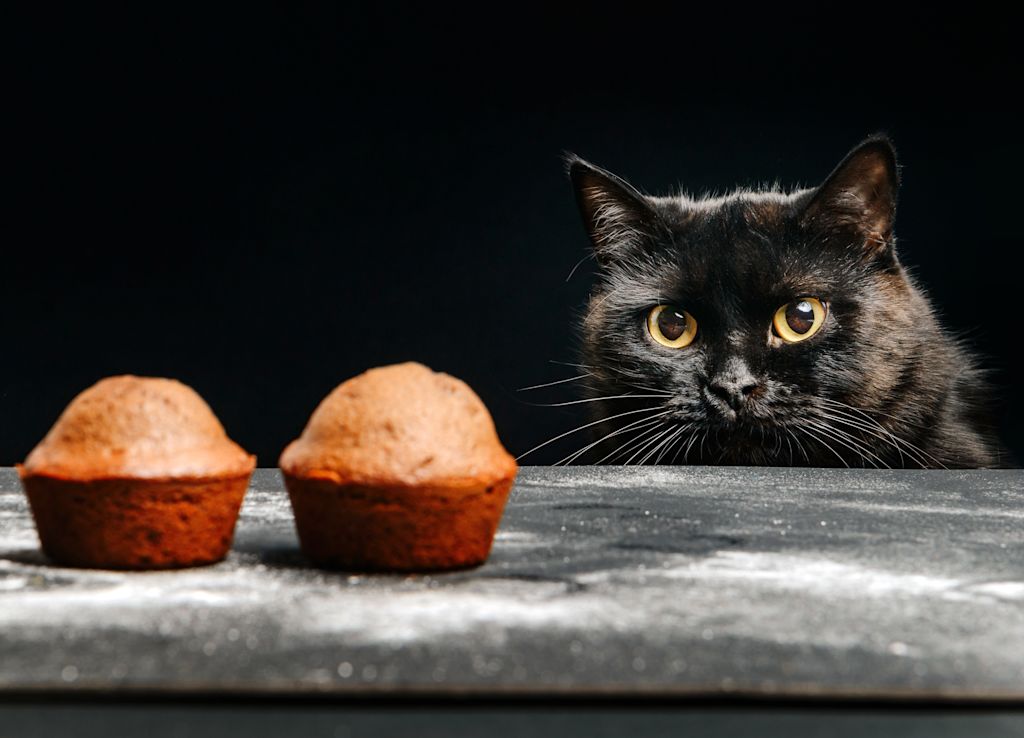 chat face à un cupcake au chocolat