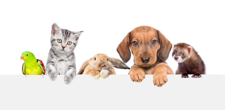 Chien, Chat & Nac