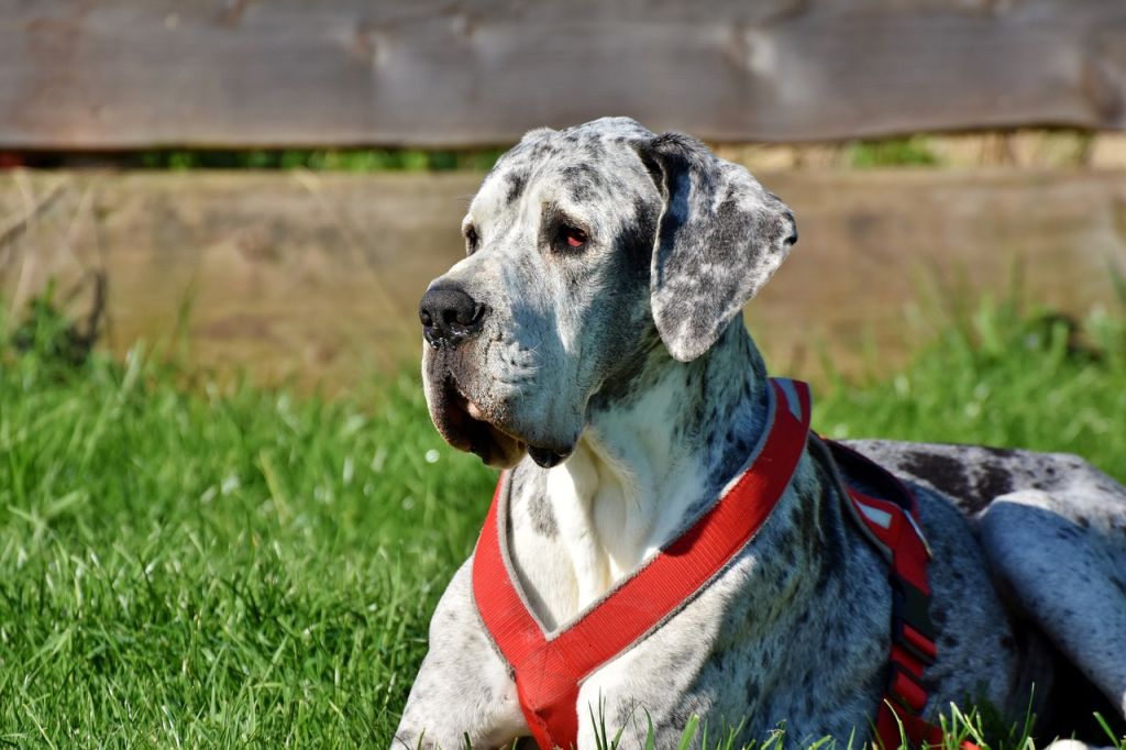 great-dane-3387239 1280