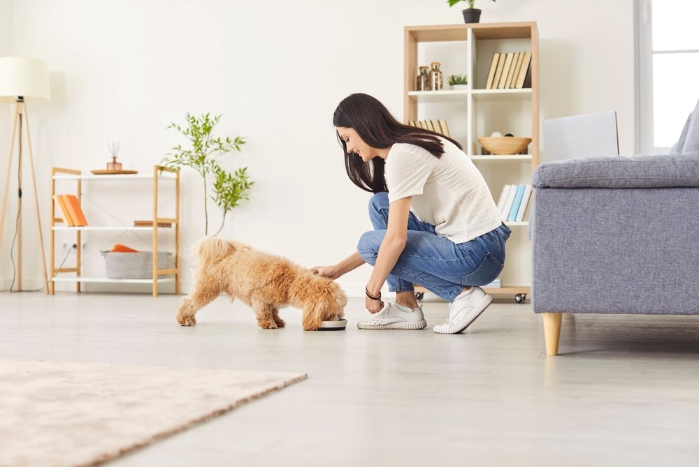 Cuidando de un perro miniatura