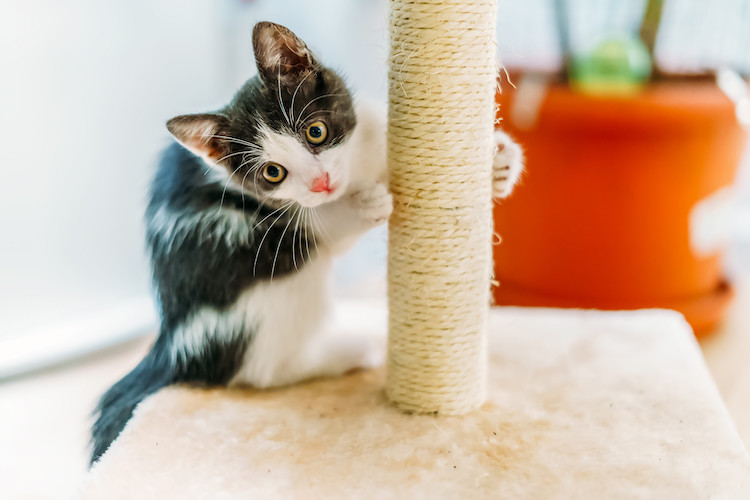 griffes et arbre à chat