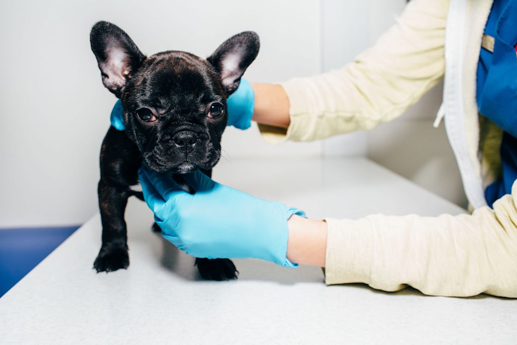 chiot malade