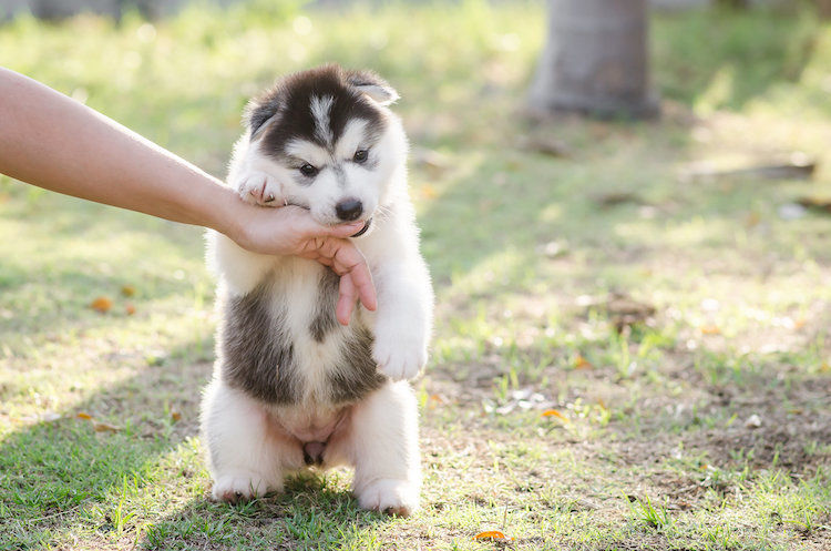 chiot_qui_mordille