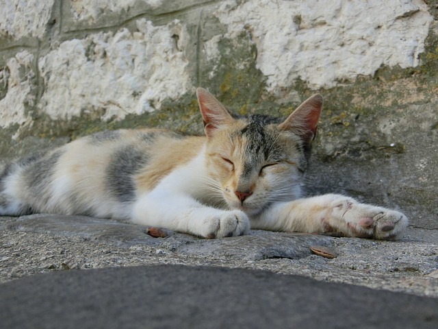 katze schläft lang ausgestreckt