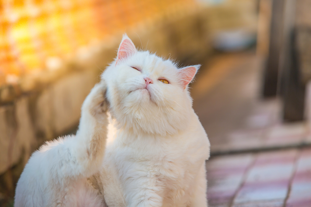 Allergie bij katten