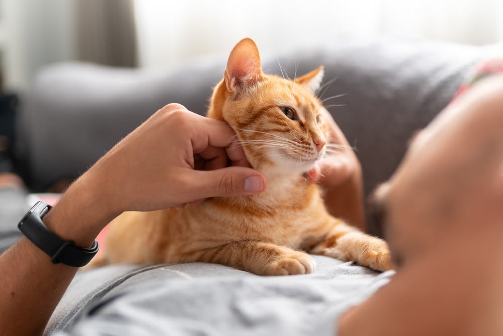 Schützen Sie ihre Katze