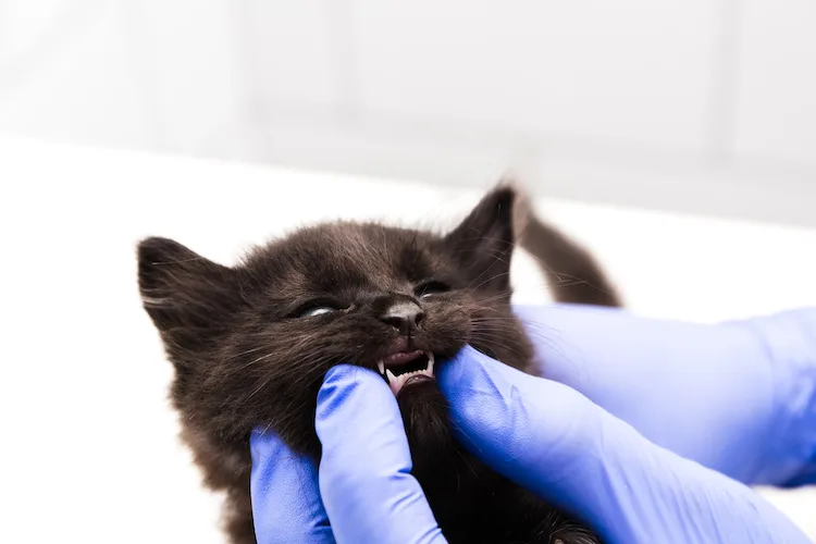 Alimentation et dentition du chaton de 2 mois Maladies et prévention Chat Santévet
