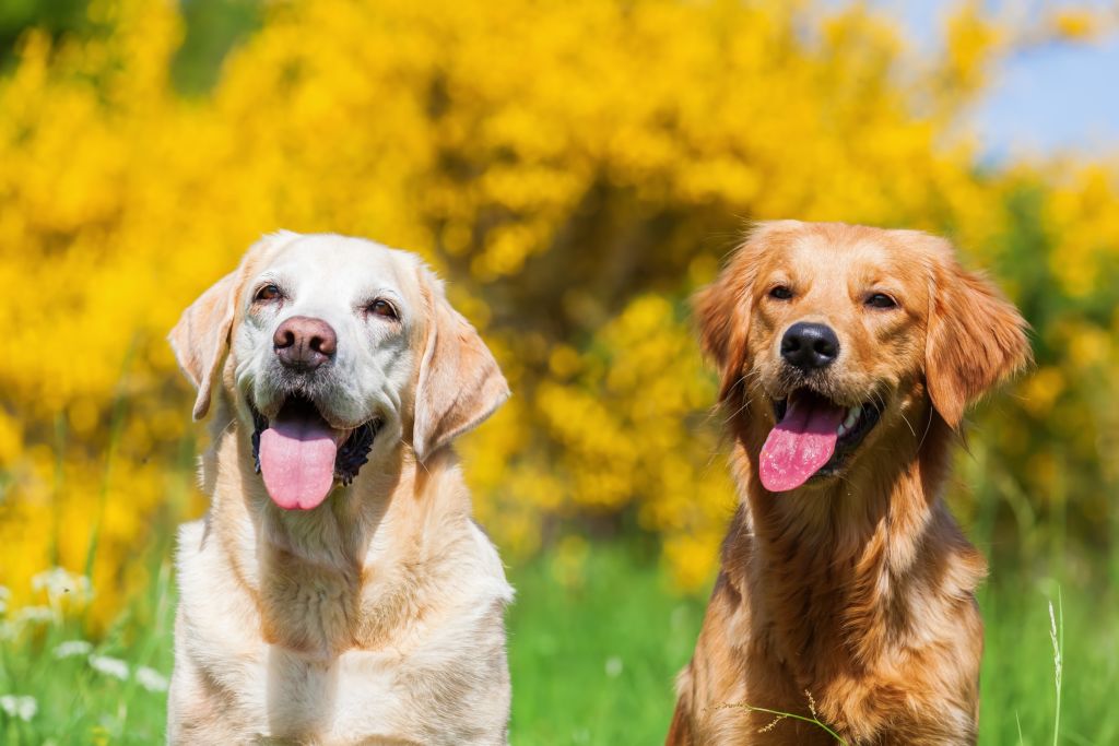 labrador e golden retriever