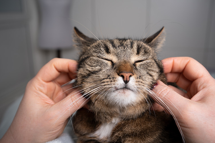 le chat exprime ses sentiments de diverses manières