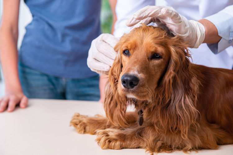 anti-puces chien