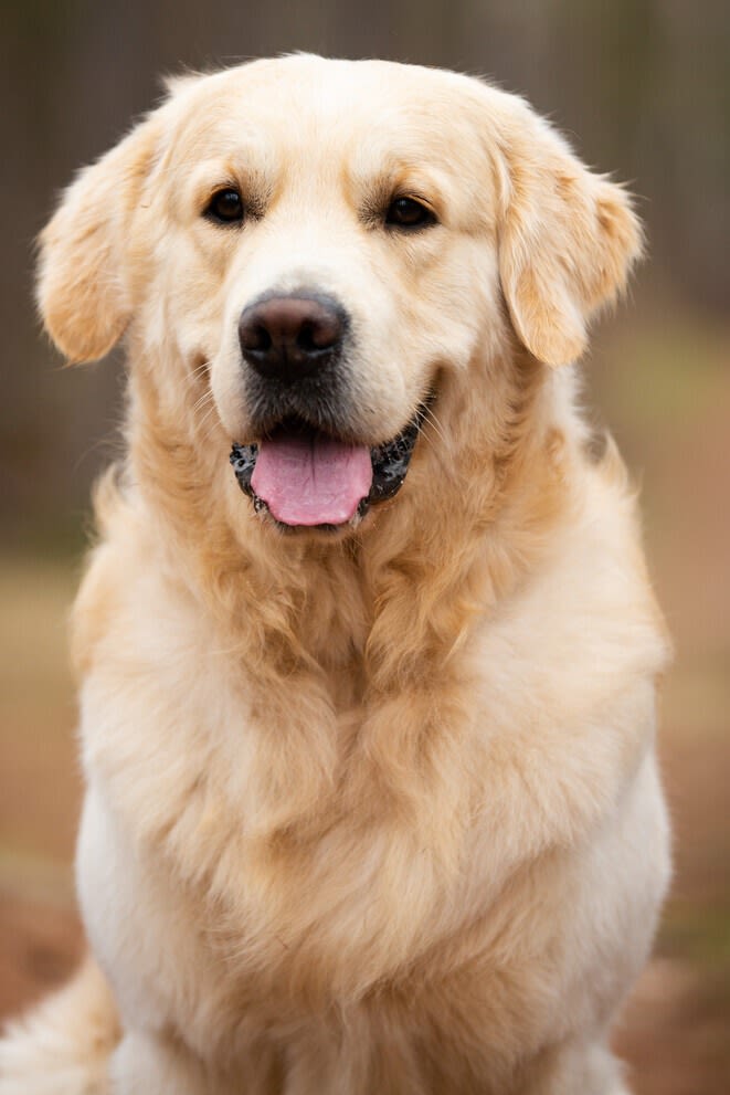 Sv golden retriever