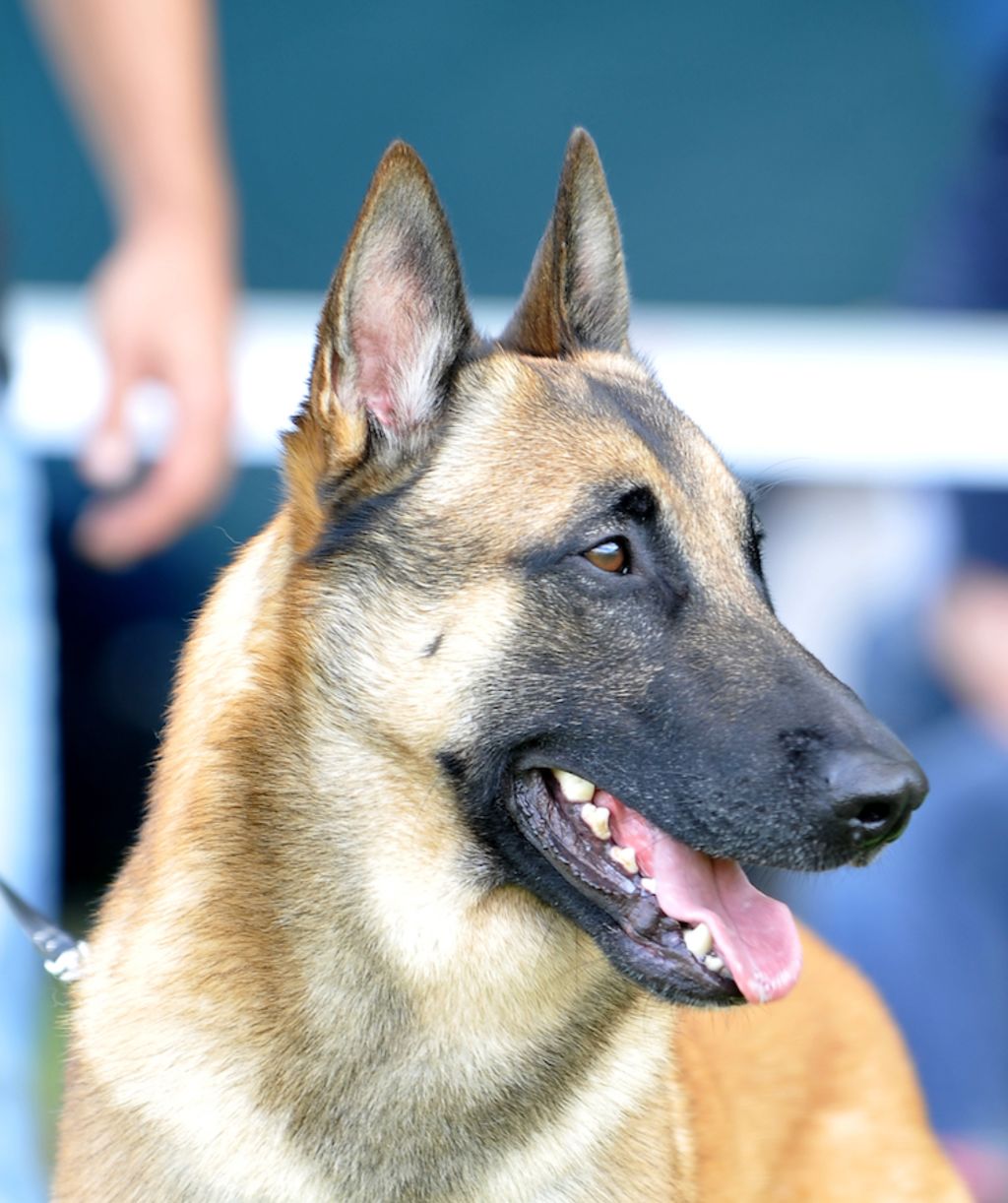 Berger belge malinois par Franck Haymann - copyright SCC