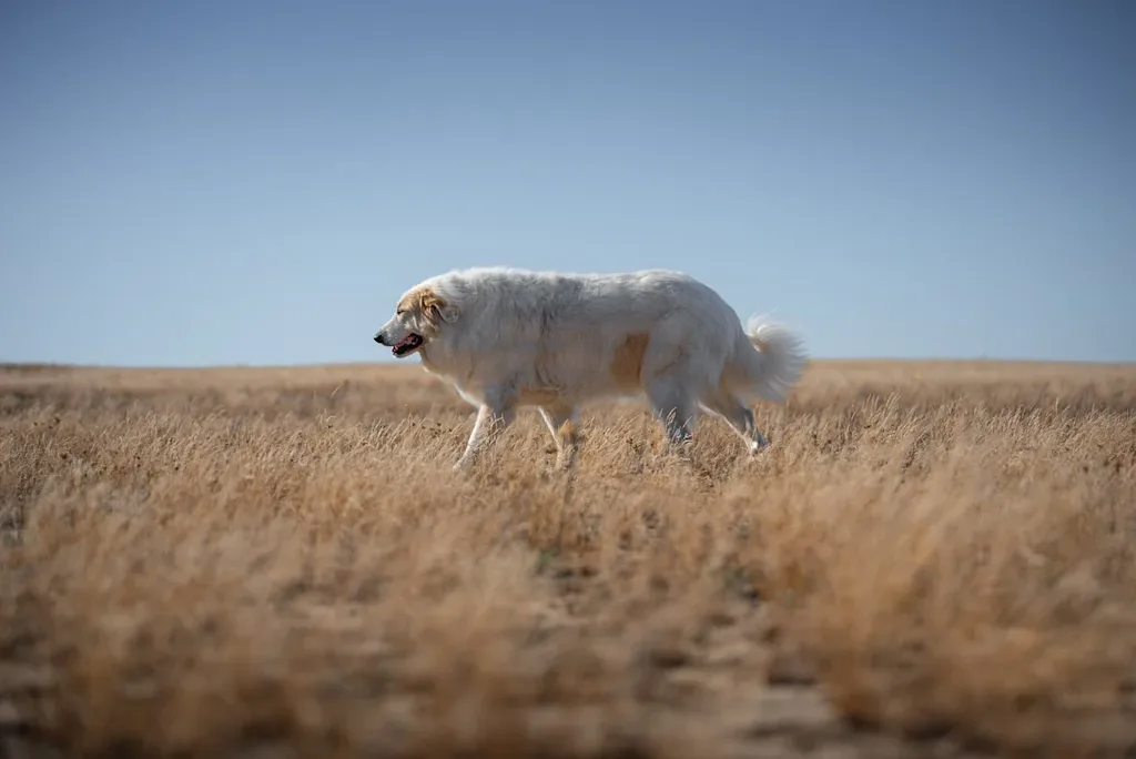 chien troupeau