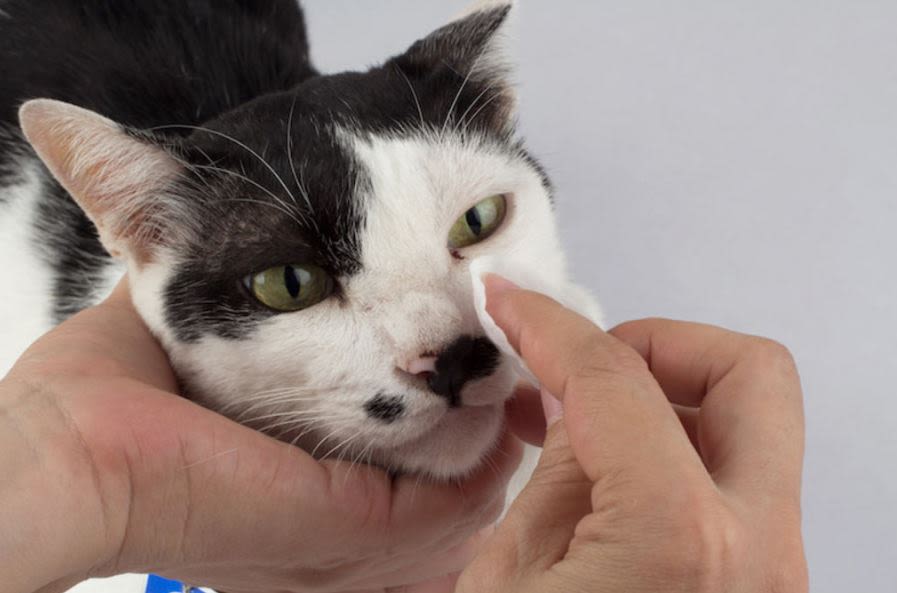 soins conjonctivite chat