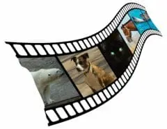 .santevet_chiens_chats_et_animaux_au_cinema_s