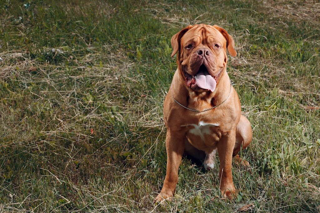 dogue de bordeaux