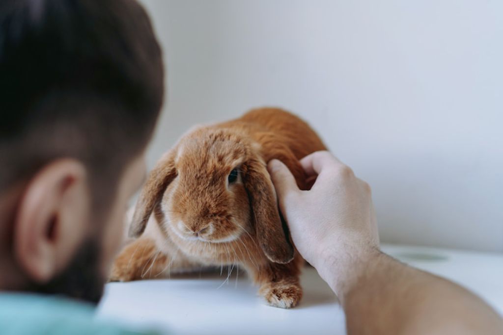 interagir avec son lapin domestique