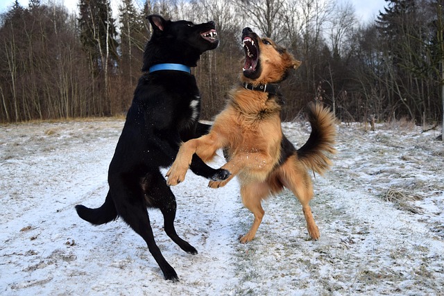 chiens agressifs entre eux