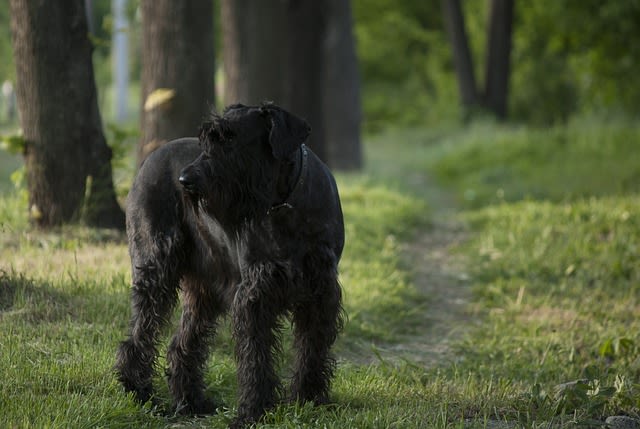 chien noir schnauzer