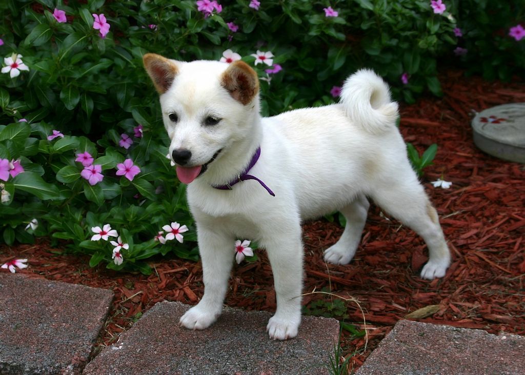 shiba inu blanc