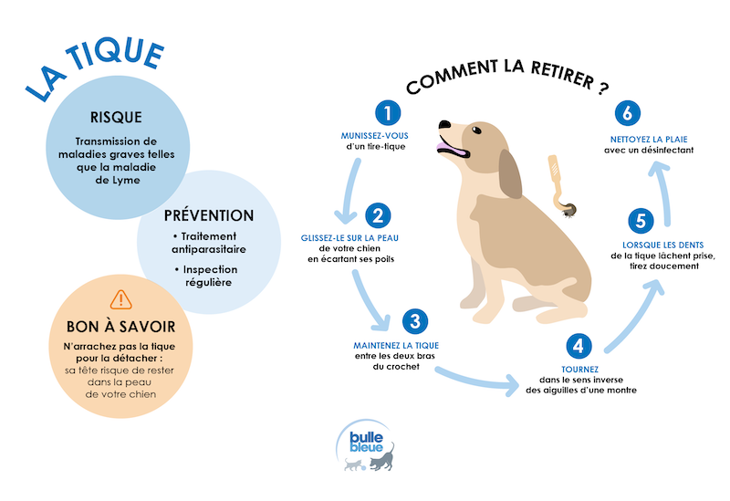 repérer et retirer une tique-infographie