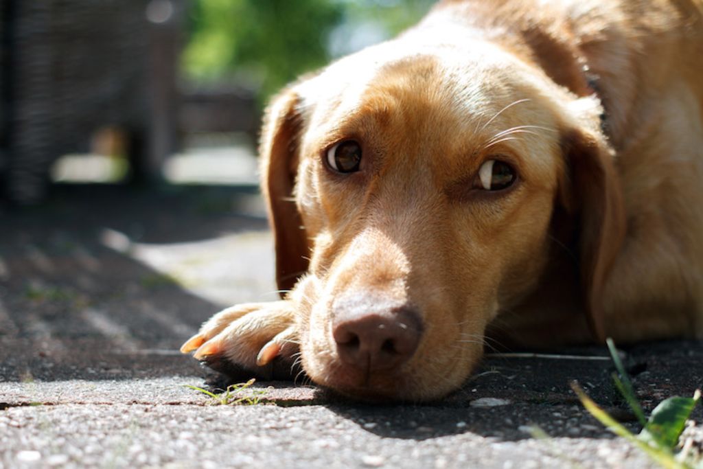 causes du stress chez le chien