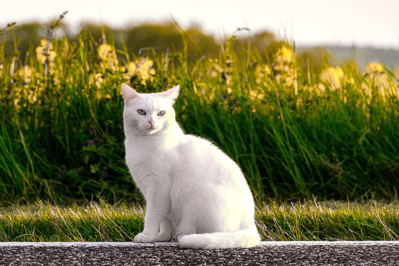 chat blanc assis