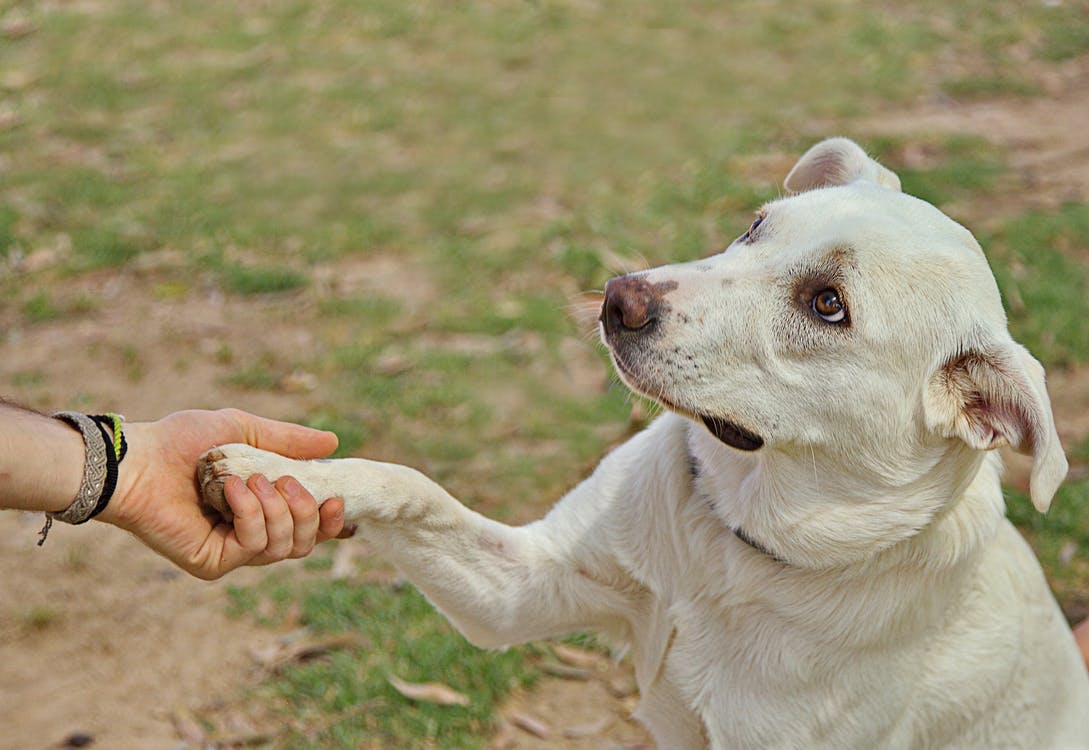 chien qui donne la patte